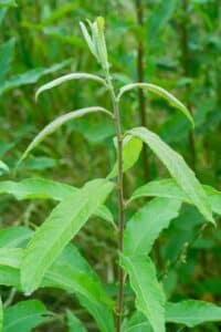 Willow salix (Bella)