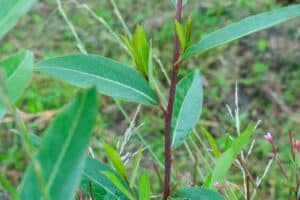 Willow salix (Bella)