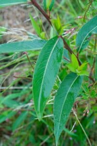 Willow salix (Bella)