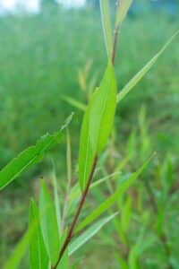 Willow salix (Bella)