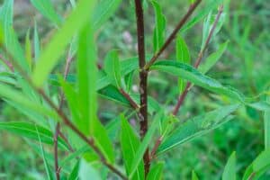 Willow salix (Bella)