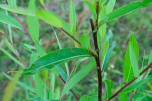 Willow salix (Bella)