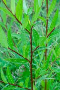 Willow salix (Bella)