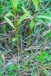 Willow salix (Bella)