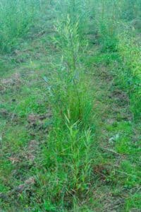 Willow salix (Bella)