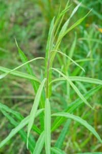 Willow salix (Bella)