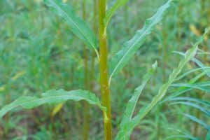 Willow salix (Bjorn)