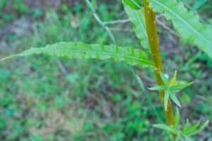 Willow salix (Bjorn)