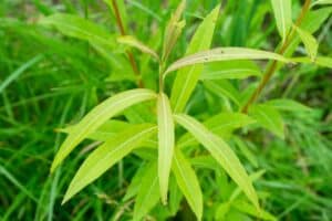 Willow salix (Bjorn)