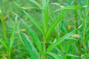 Willow salix (Bjorn)