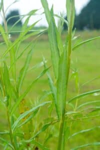 Willow salix (Bjorn)