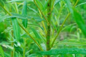 Willow salix (Bjorn)