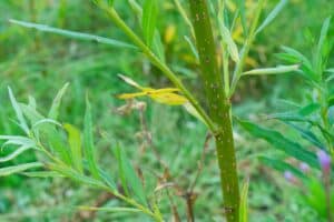 Willow salix (Bjorn)