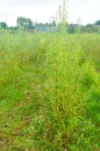 Willow salix (Bjorn)