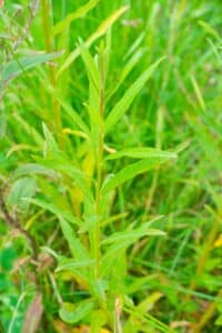 Willow salix (Bjorn)