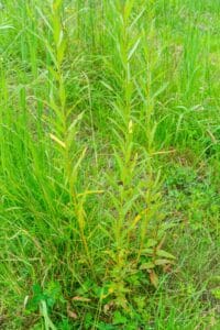 Willow salix (Bjorn)
