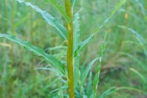 Willow salix (Bjorn)