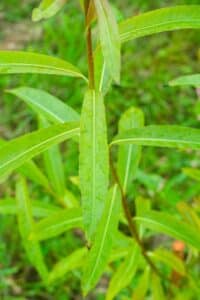 Willow salix (Challenger)