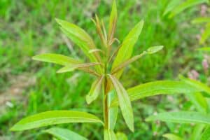 Willow salix (Challenger)