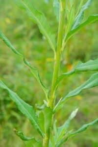 Willow salix (Challenger)