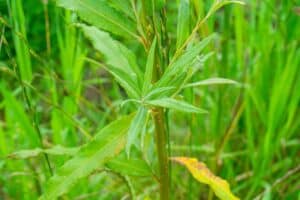 Willow salix (Challenger)