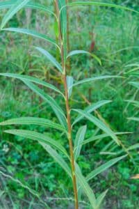 Willow salix (Challenger)