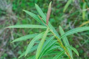 Willow salix (Challenger)