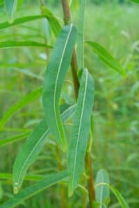 Willow salix (Challenger)