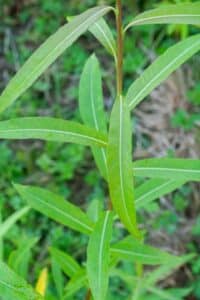 Willow salix (Challenger)