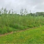 Willow variety trial at Aberystwyth