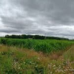 0.5 Miscanthus giganteus plot, North Wyke, June 2025