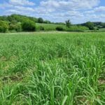 0.5 Miscanthus giganteus plot, Chesham, June 2025