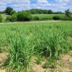 0.5ha Miscanthus Athena plot, Chesham, June 2025