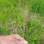 Reed Canary Grass, Chesham, June 2025