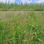 Reed Canary Grass, Chesham, June 2025