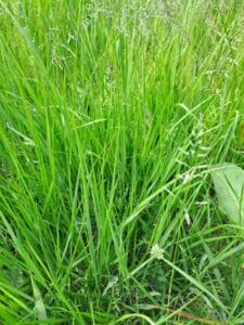 Switchgrass, Chesham, June 0225