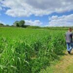 0.5ha Miscanthus giganteus plot, Chesham, June 2025
