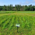 Sida, Hillsborough, June 2025