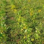 Sida, Hillsborough, June 2025