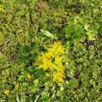 Sida, Hillsborough, June 2025