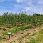 SRC Poplar, North Wyke, June 2025