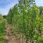 SRC Poplar, North Wyke, June 2025