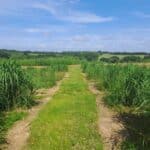 2023 Variety Trial, North Wyke, June 2025