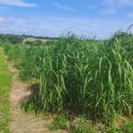 2023 Variety Trial, North Wyke, June 2025