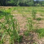 2024 Variety Trial, North Wyke, June 2025