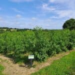 Alder Plot, North Wyke, June 2025