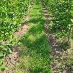 Inter-rows, Alder, North Wyke June 2025