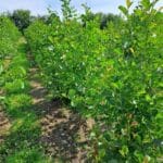 Alder at North Wyke, June 2025