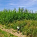 Willow Variety Trial, North Wyke, June 2025