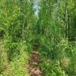 Willow Variety Trial, North Wyke, June 2025